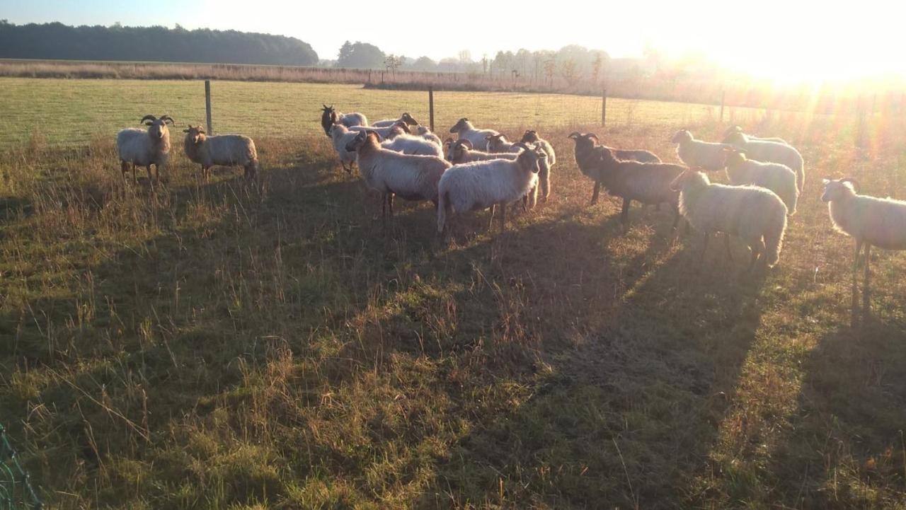 Pipowagen Elsebein Groningen Westerwolde Unieke Ligging Met Eigen Tuin En Vrij Uitzicht Over Veld Naar Natuurgebied Onstwedde 외부 사진